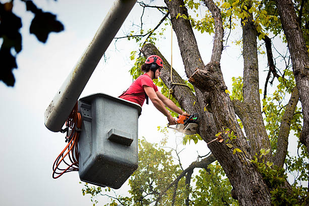 Lake In The Hills, IL Tree Service Company